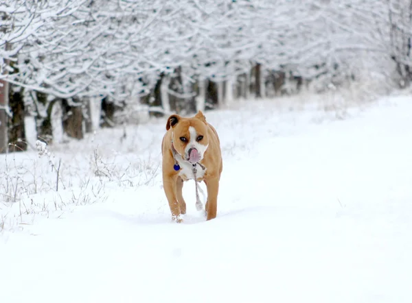 American Staffordshire Terrier outdoor portrait — Stock Photo, Image