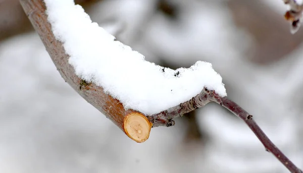 Fresh pruned apple branch in winter — Stock Photo, Image