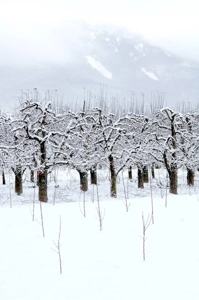 Äppelträdgård täckt med snö på vintern — Stockfoto