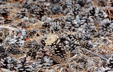 Bazı konileri yere düştü. Orman.