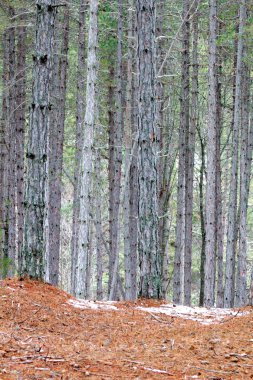 Kışın bir ormandaki ağaçlar