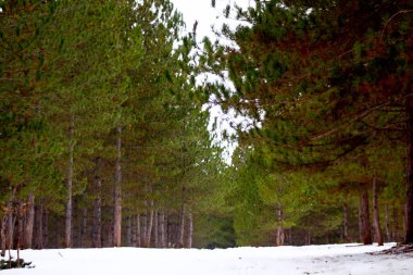 Kışın bir ormandaki ağaçlar
