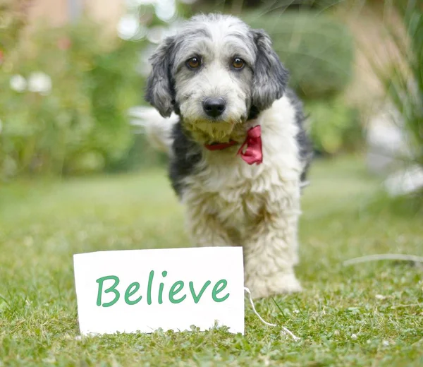 Il simpatico cane bianco e nero adottato e carta con testo — Foto Stock