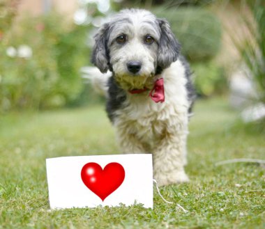 Sevimli siyah ve beyaz köpek ve kağıt metin ile kabul