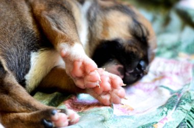 Hafif renkli köpek yavrusu pençe yakın çekim