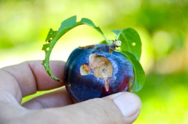 Çiftçi tarafından ağır dolu zarar Erik göster