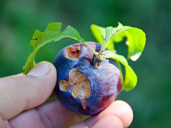 Farmer show the plum damaged by heavy hail — Stock Photo, Image