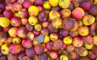 Çürük elma, birçok elma