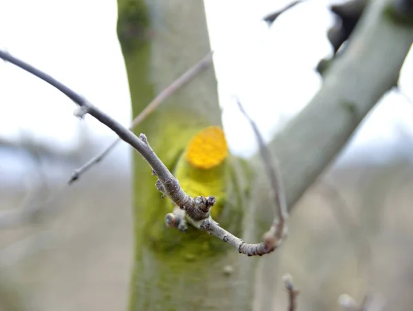 Зимняя обрезанная и защищенная яблоня — стоковое фото