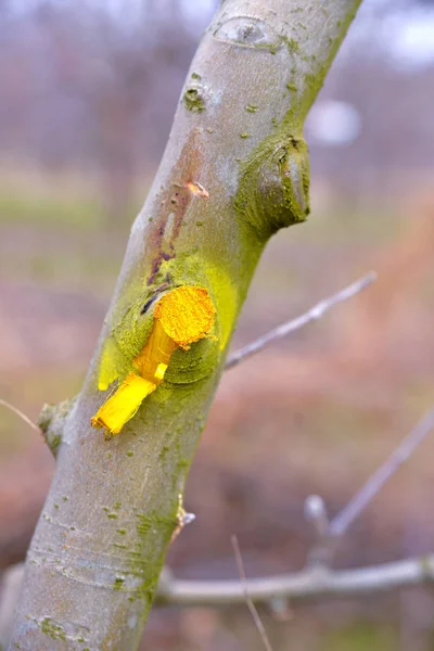 Téli metszeni és védett almafa — Stock Fotó