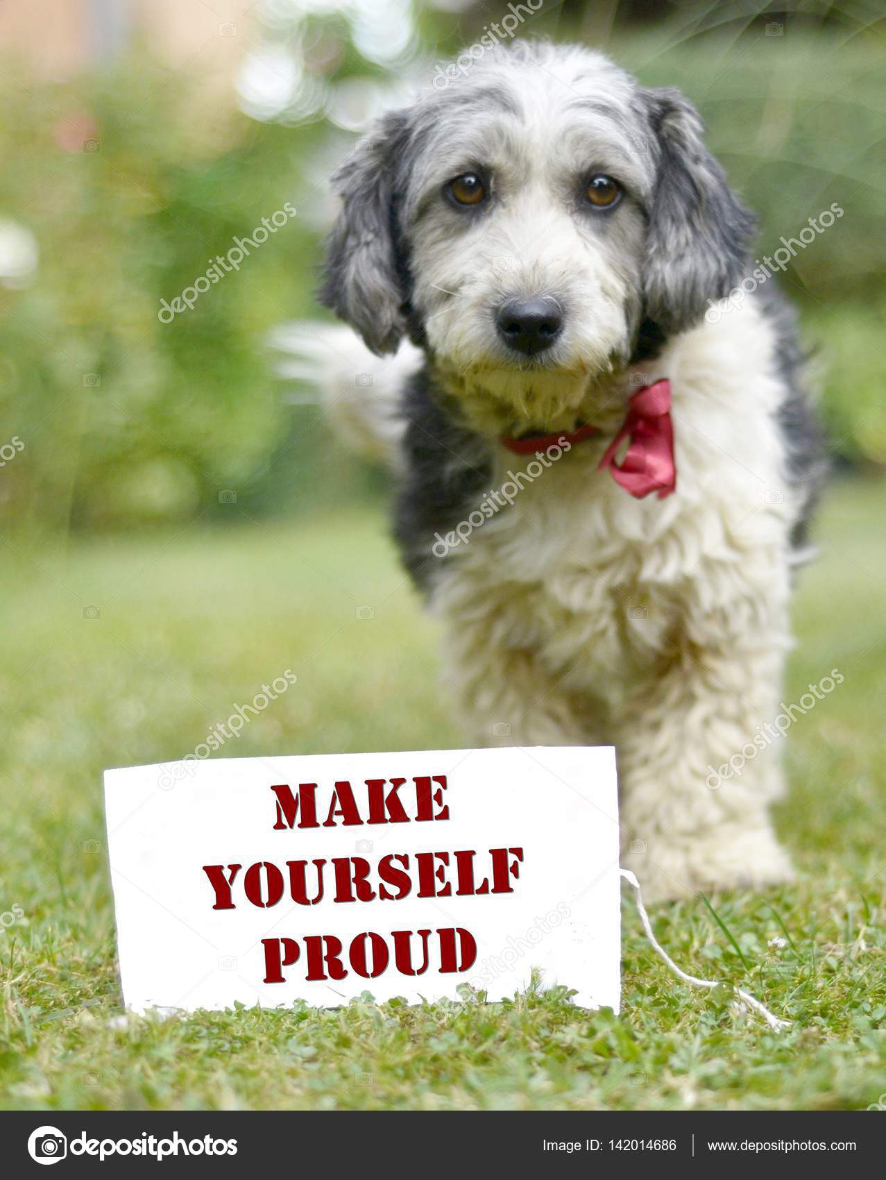 El lindo perro blanco y negro adoptado — Foto de stock © nehruresen