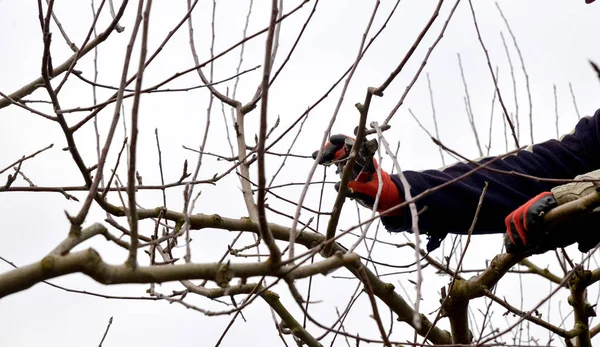 Taille verger de pommiers en hiver — Photo