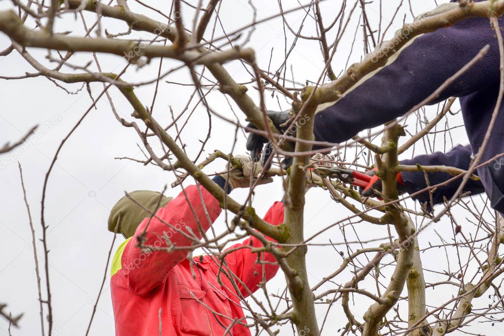 pruning apple orchard in winter