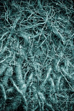 Ağaç kökleri, doğa kavramı