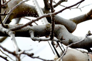 bir meyve bahçesinde kış budama elma ağacı