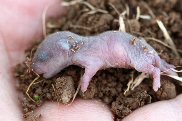 マウスの非常に小さな赤ちゃんのそばに. — ストック写真