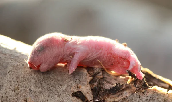 Un primo piano del piccolissimo bambino del topo . — Foto Stock