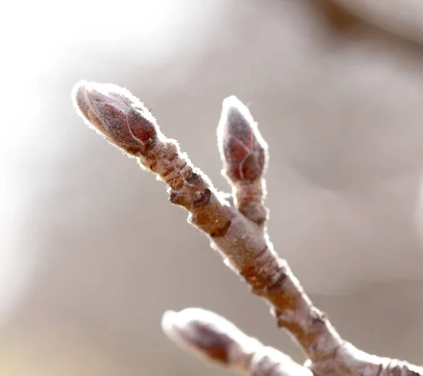 Pruned apple tree — Stock Photo, Image