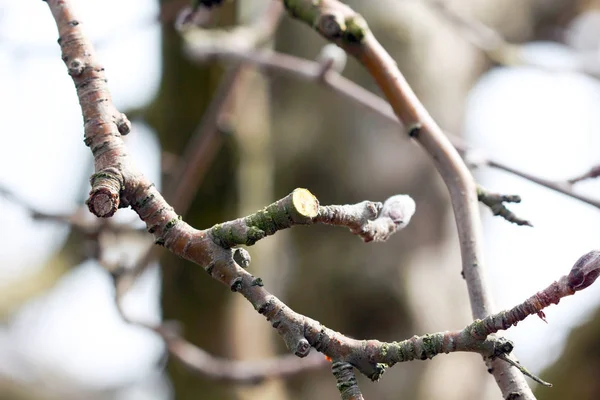 Silinen elma ağacı — Stok fotoğraf