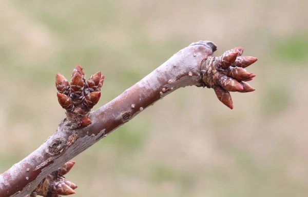 Primavera cereja Buds em março — Fotografia de Stock