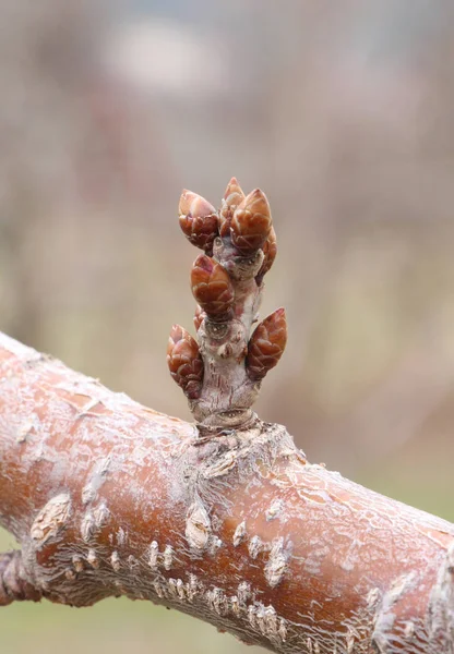 Primavera cereza Buds en marzo —  Fotos de Stock