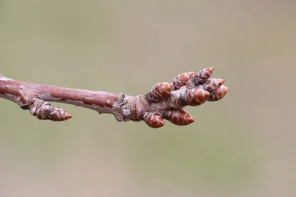 Spring cherry Buds in march — Stock Photo, Image