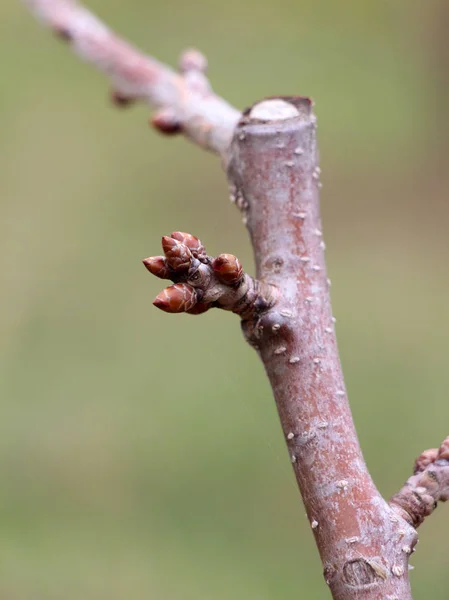 Весенние вишневые почки в марте — стоковое фото