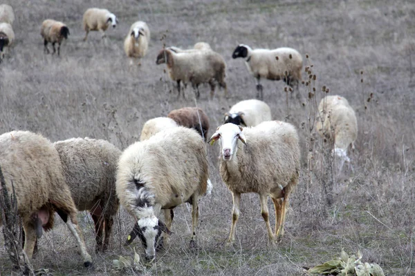 Ovejas Grazing.domestic tema animal — Foto de Stock