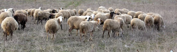 Овцы Grazing.тема домашних животных — стоковое фото