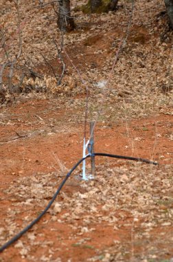Kiraz ağaçları Bordeaux küf mücadele için karışımı ile tedavi.