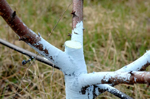 Cerisiers traités au mélange bordelais pour lutter contre la moisissure . — Photo