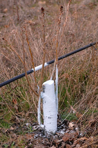 Cerejeiras tratadas com mistura de Bordéus para combater o míldio . — Fotografia de Stock