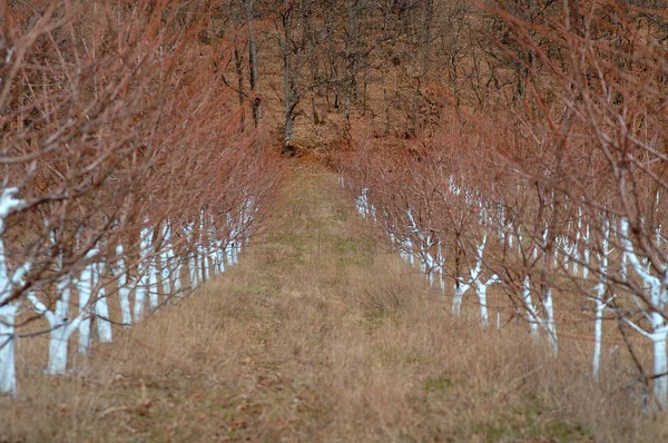 Třešňové stromy léčených Bordeauxské směsi k boji proti plísním. — Stock fotografie