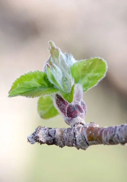Buds on an apple tree before blossoming Bright sunshine. — Stock Photo, Image