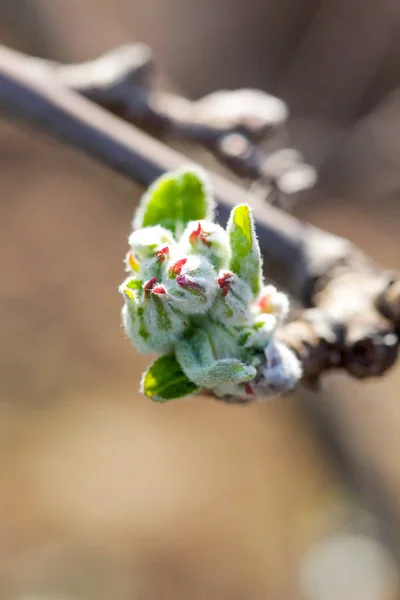 Buds em uma árvore de maçã antes de florescer Luz solar brilhante . — Fotografia de Stock