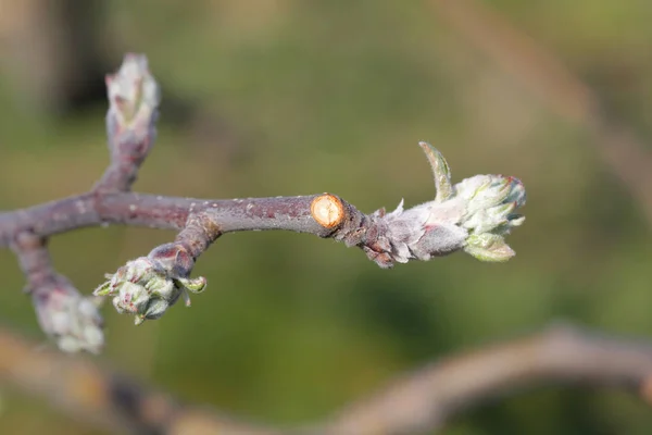 Buds em uma árvore de maçã antes de florescer Luz solar brilhante . — Fotografia de Stock