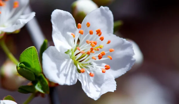 White flower of a wild tree — Stock Photo, Image