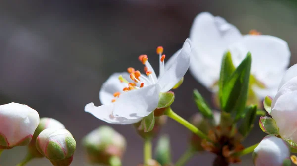 White flower of a wild tree — Stock Photo, Image