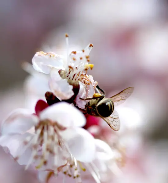Bee pollen gyűjtése a sárgabarack blossom — Stock Fotó