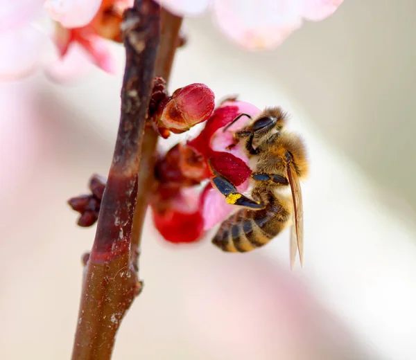 Bee pollen gyűjtése a sárgabarack blossom — Stock Fotó