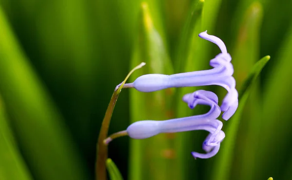 Flores da primavera hyacints Close up — Fotografia de Stock