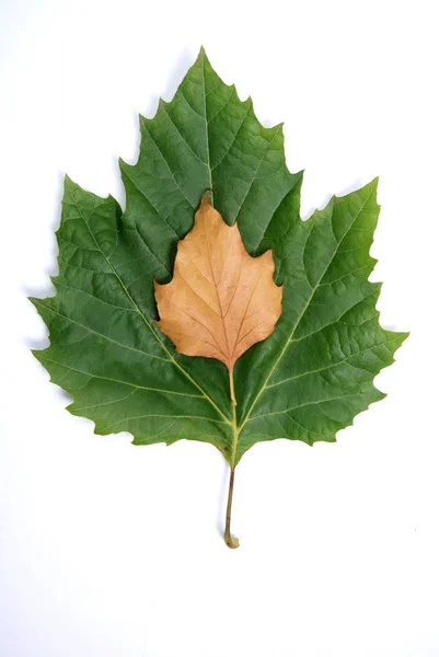 Blatt auf weißem Hintergrund — Stockfoto