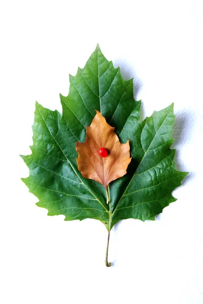 Image of a leaf on white background — Stock Photo, Image