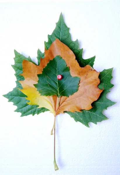 흰색 배경 나뭇잎의 이미지 — 스톡 사진