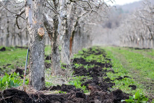 自然在春季施肥苹果园 — 图库照片