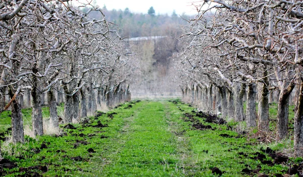 Natural fertilizing an apple orchard in spring — Stock Photo, Image