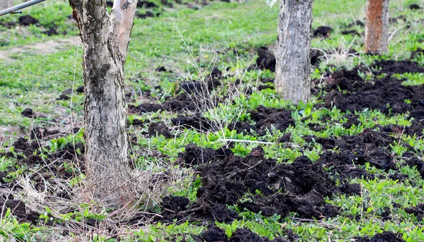 Fertilização natural um pomar de maçã na primavera — Fotografia de Stock