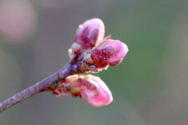 Bela flor de pêssego — Fotografia de Stock