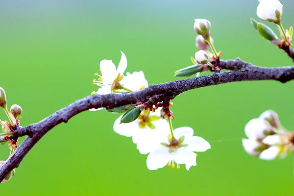 Close up das flores da primavera — Fotografia de Stock