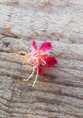 Ahşap arka plan üzerinde güzel şeftali çiçeği